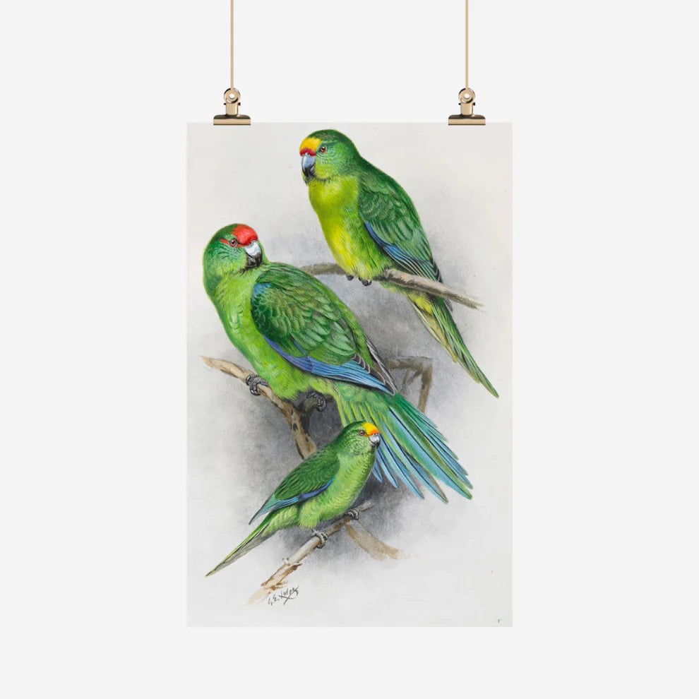 George Lodge - Tea Towel - Parakeet-Te Papa Store-Matakana Pharmacy