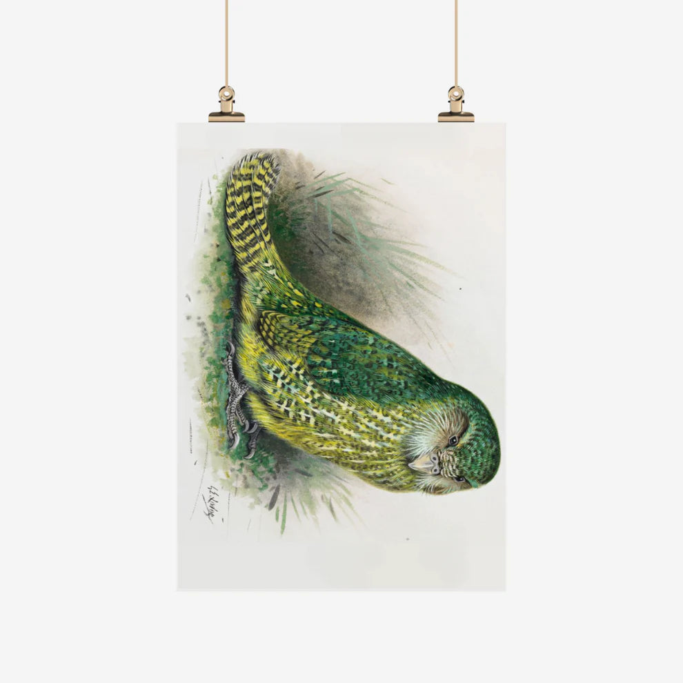 George Lodge - Tea Towel - Kakapo-Te Papa Store-Matakana Pharmacy