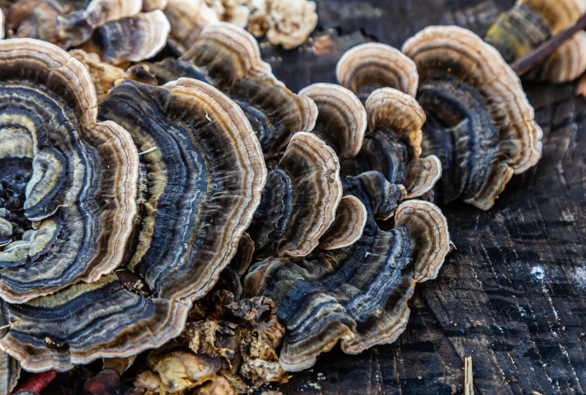 Turkey Tail Mushroom Powder 1kg-Matakana Superfoods-Matakana Pharmacy