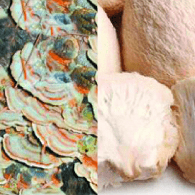 Turkey tail (Coriolus versicolor) and lion's mane (Hericium erinaceus) mushrooms, the two species in Hericor-MRL