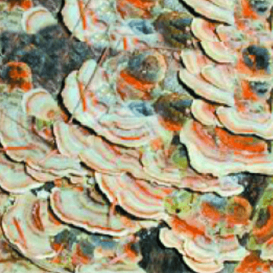 Image of Coriolus  (Turkey Tail) mushrooms