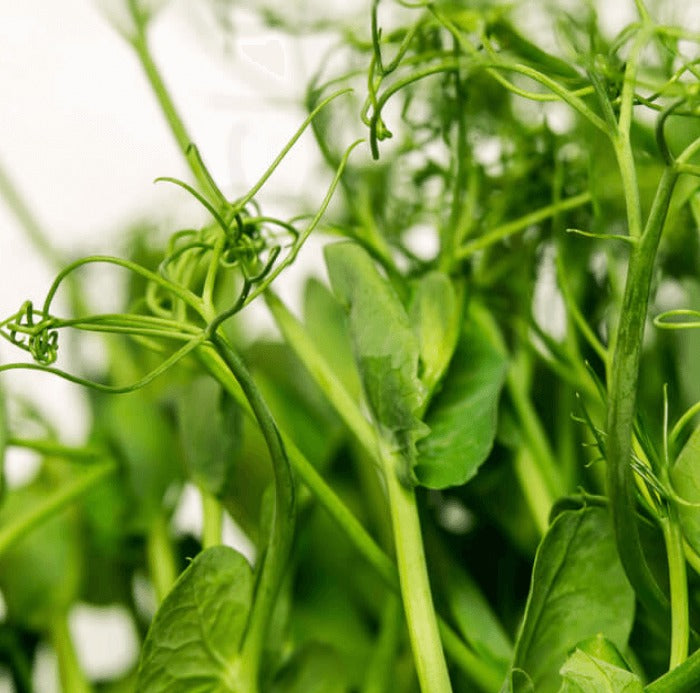 Fresh green pea shoots, the source of the AnaGain extract