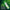 Chlorophyll Sticks - Lime Twist (30 pack)-Nature's Sunshine-Matakana Pharmacy