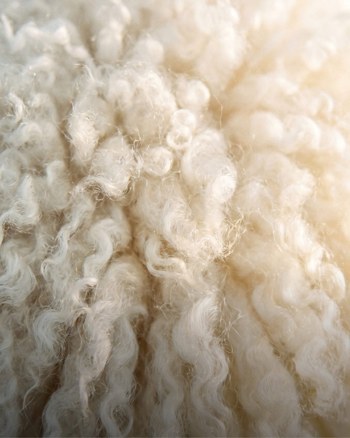 Close up of sheep wool, the source of lanolin