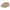 Kooringal Men's Driver Cap Baker in Tan, front