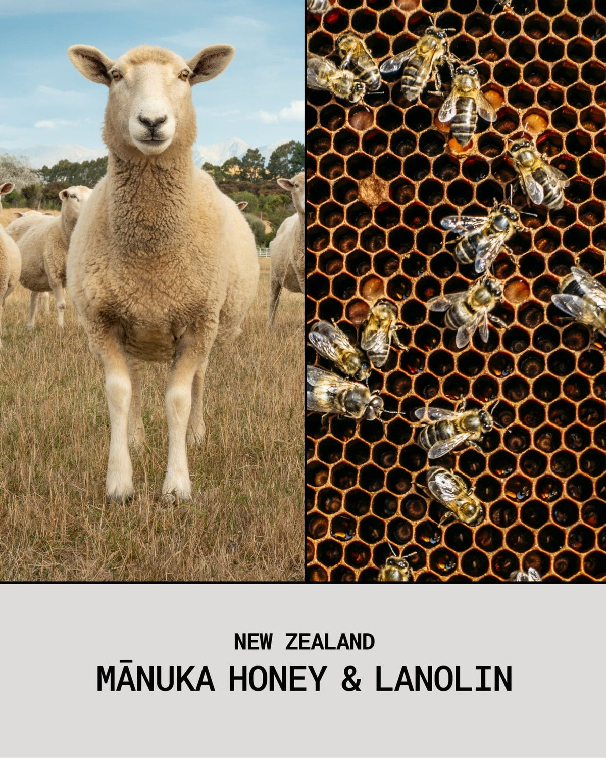 A New Zealand sheep and a honeycomb, the two ingredients in the balm