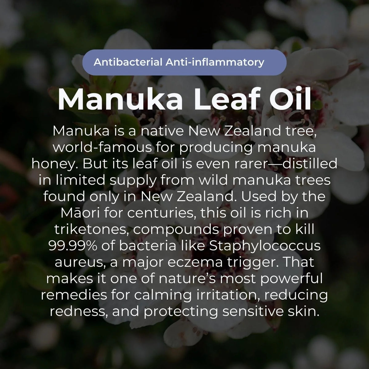 Miracle Manuka Skin Repair Ointment / Balm 100g-Sven's Island-Matakana Pharmacy