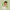 Weleda Plant Gel Toothpaste 75ml, pack detail