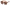 Moana Sunnies - Grace Kelly Brown-Matakana Pharmacy