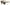 Moana Sunnies Grace Kelly Tortoiseshell-Matakana Pharmacy